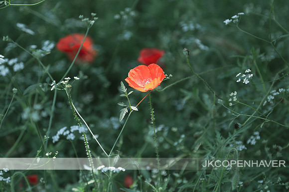 Red Poppies GT -6941