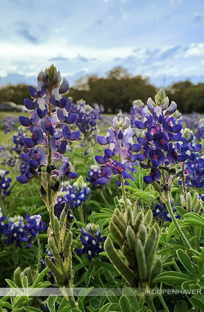 Blue Sky Bonnets