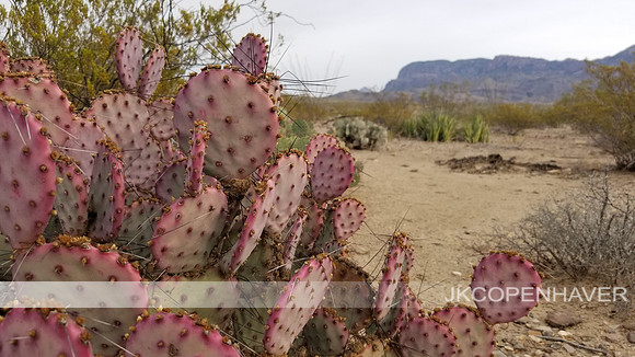 Cactus-20191108_161632