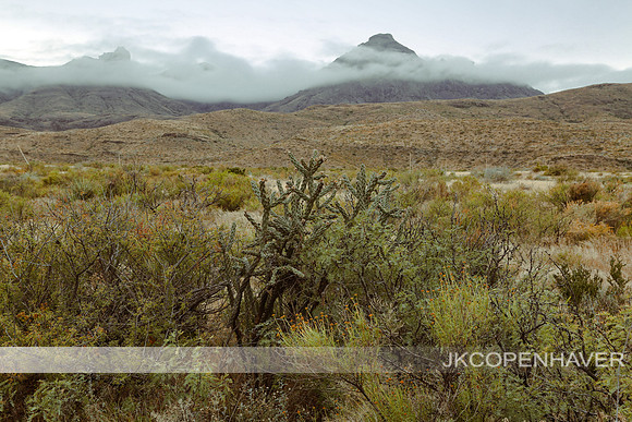 Cactus-LF0B5318