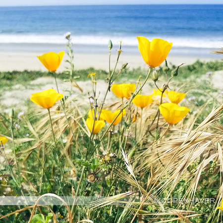 Yellow Poppies CA Square