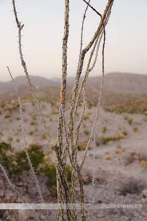 Cactus-LF0B0689