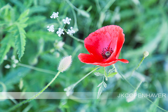 Red Poppies GT -6989