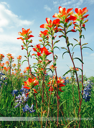 Colorful Paintbrushes