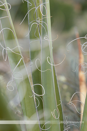 Cactus-LF0B1271