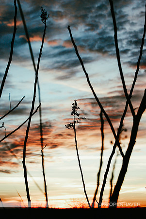 Texas Sunset Reeds-