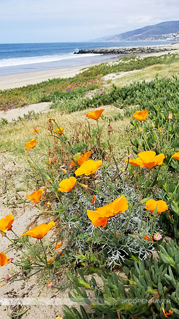 West California Orange Flower Coast