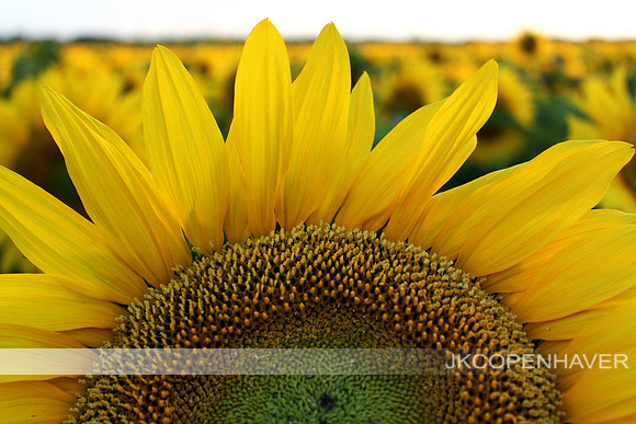 Texas Sunflower
