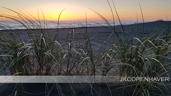 Oregon Black Sand Dune Grass