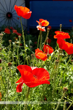 Red Poppies Barn