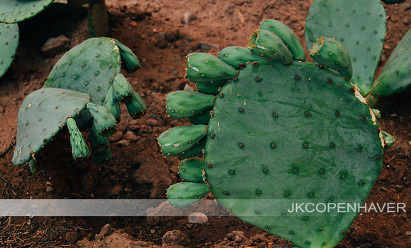 Turtle Cactus