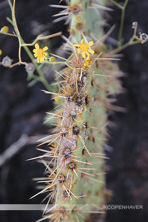 Cactus-LF0B1186