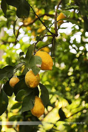 Italy Sorrento Lemons