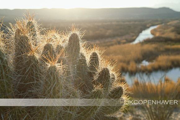 Cactus-LF0B0604