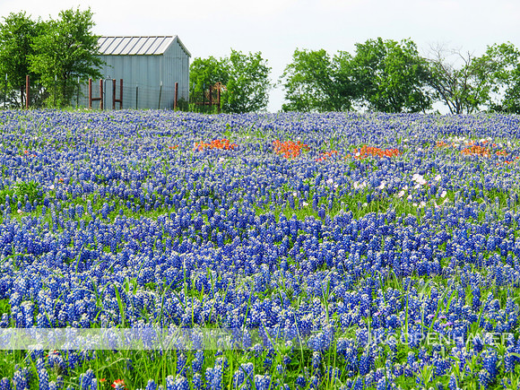 Bluebonnets Texas Field and Barn