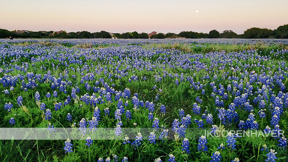 Bluebonnet Field at Dusk