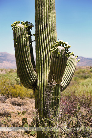 Sedona Saguaro