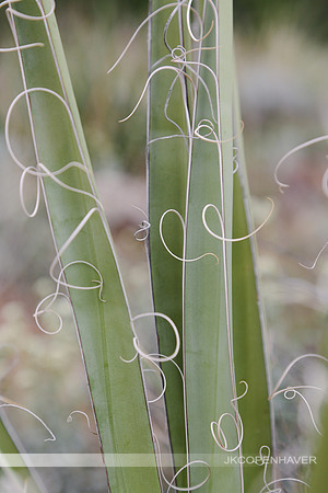 Cactus-LF0B1272