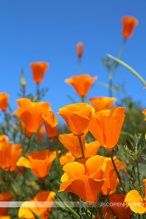 Orange Poppies CA