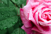 Pink Rose Waterdrops