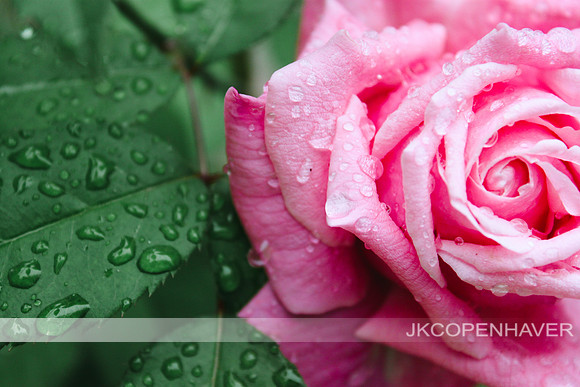 Pink Rose Waterdrops