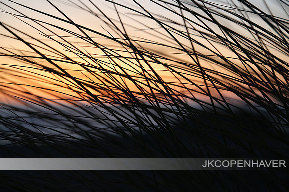 Oregon Sunset Coastal Grass
