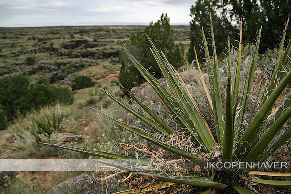 Cactus-LF0B1255