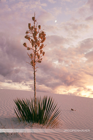 Yucca Dune Dusk 3