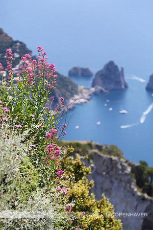 Italy Capri Cliffs and flowers LF0B9156