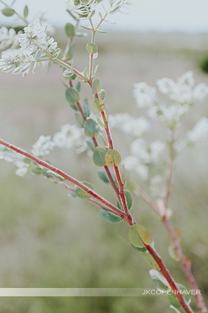 Cactus-LF0B9779
