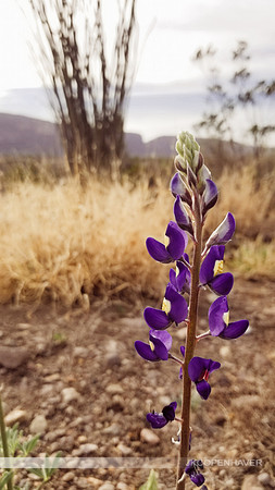 Native Life