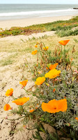 Orange Poppies Coastal CA