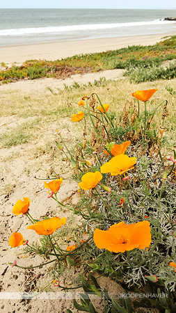 Orange Poppies Coastal CA