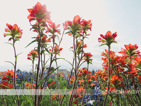 Texas Paintbrushes