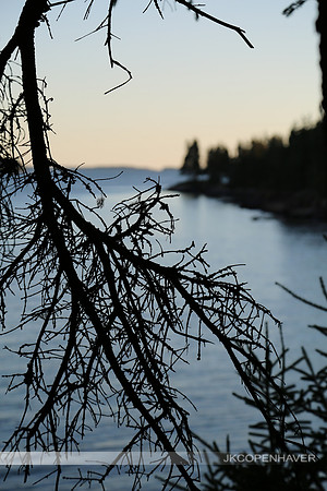 Maine Owls Head Backlit Branch