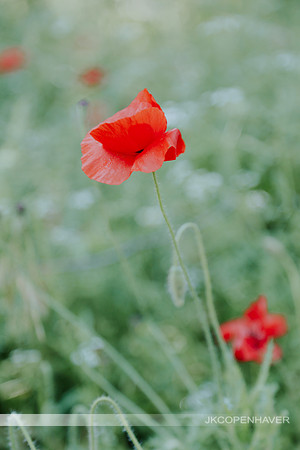 Red Poppies GT -6960