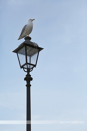 Italy Lamppost and Seagull