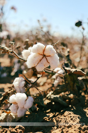Ready for Picking