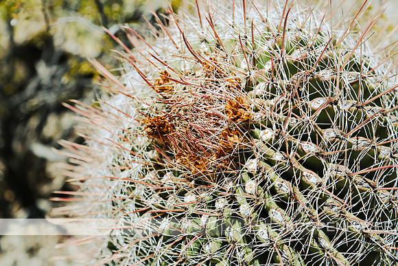 Cactus - Saguaro Round Ground Cactus NICE