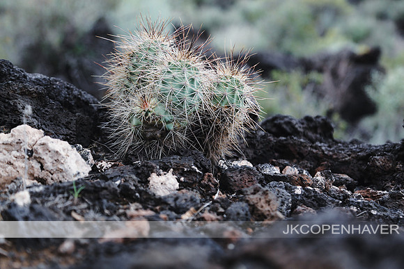 Cactus-LF0B1218