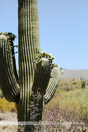 Cactus-West Arizona Saguaro Cactus GREAT