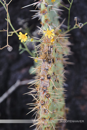 Cactus-LF0B1188