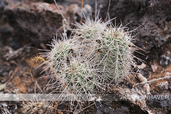 Cactus-LF0B1225