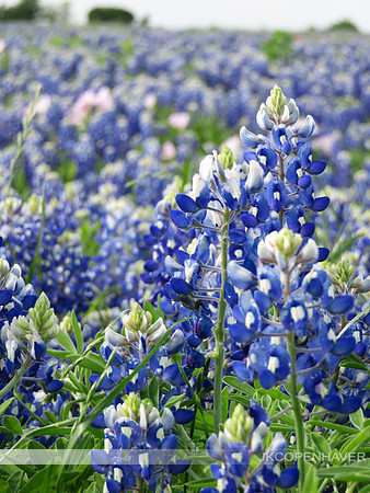 Blue Cluster