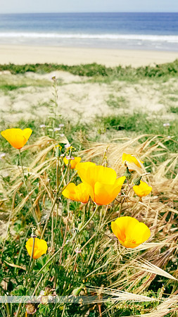 Yellow Coastal CA Poppies