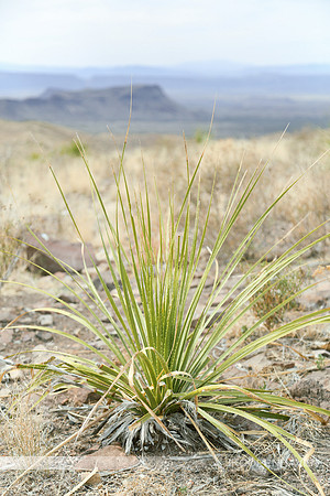 Cactus-LF0B0040