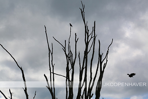Crow in a winter Tree