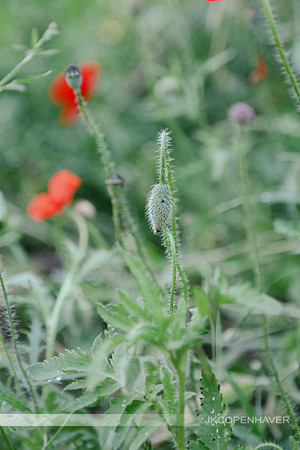 Red Poppies GT -6964