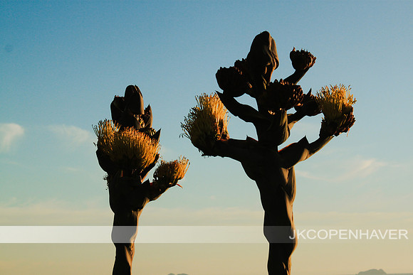 Cactus-IMG_9832