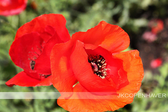 Red Poppy Close Up